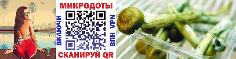 где купить   Невинномысск  Галлюциногенные грибы Psilocybine cubensis 